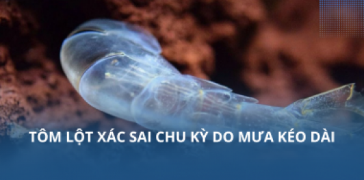 Tôm lột xác sai chu kỳ do mưa kéo dài